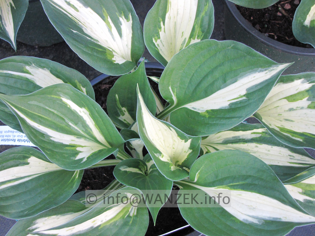 Hosta Hybride Revolution 02.JPG